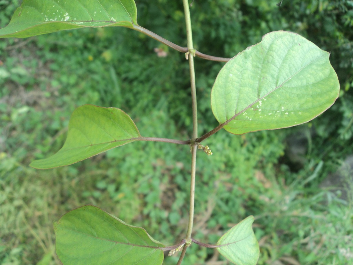 Paederia foetida L.